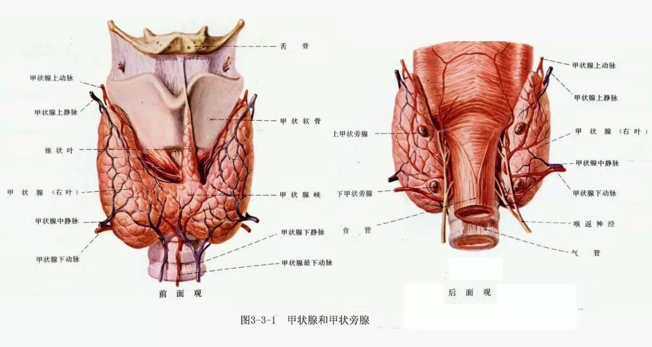 甲状旁腺:小病灶,大危害_细胞