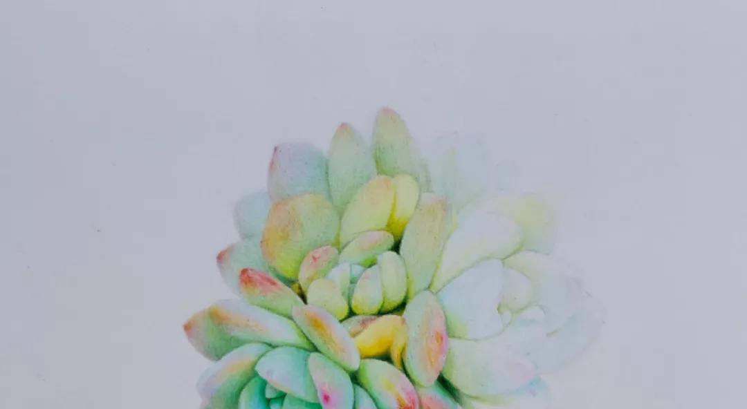 多肉画法彩铅笔画|多肉彩铅画教程步骤图详细(附彩铅全套视频教程)