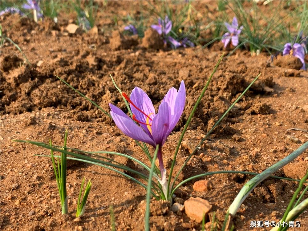 青岛首个藏红花种植基地迎来收获期，小红花开出乡村振兴致富路_手机搜狐网