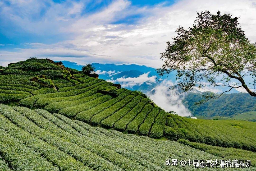 阿里山茶田.