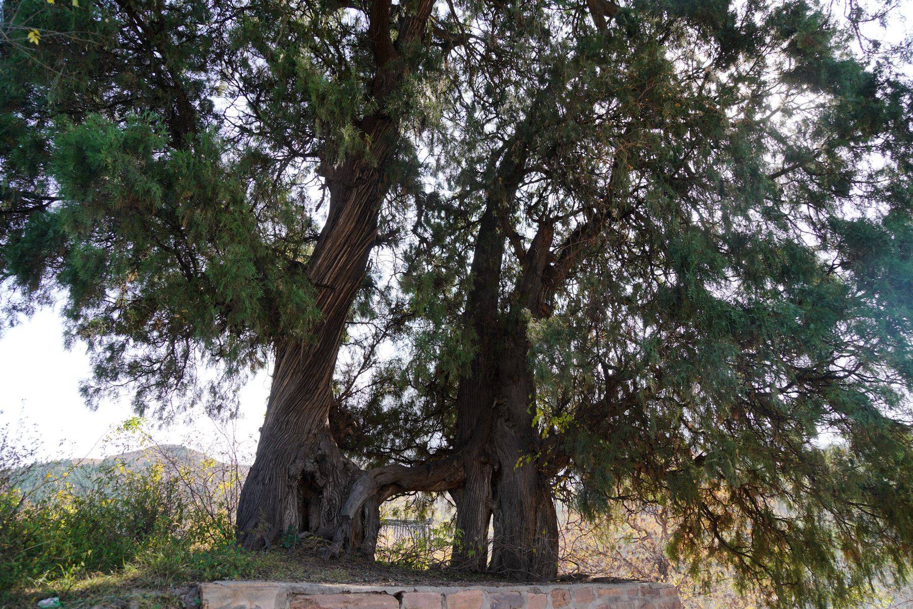 河南山村发现千年"拉手柏树,有人培土无人敢动,看啥样