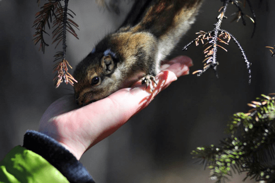 蜜蜂会主动攻击 287fd47492124a48aa54c32f37ec2da5.png