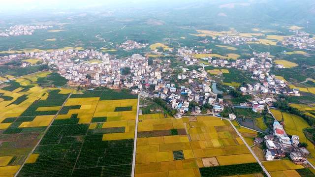 广西象州县新寨村的沙糖桔即将上市_百丈乡