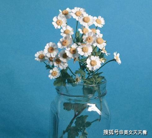 我是一棵小草