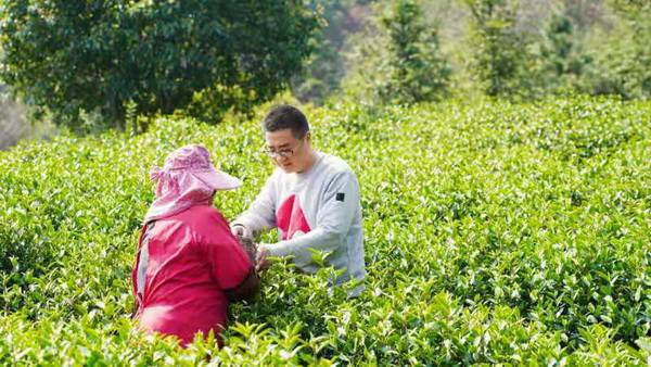 溧阳天目云露白茶以高端品质，在2020世界绿茶评比会中荣获金奖！(图2)