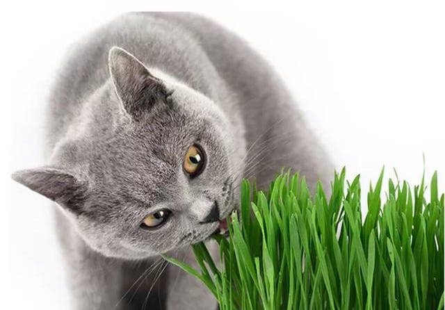猫咪怎么吃猫草