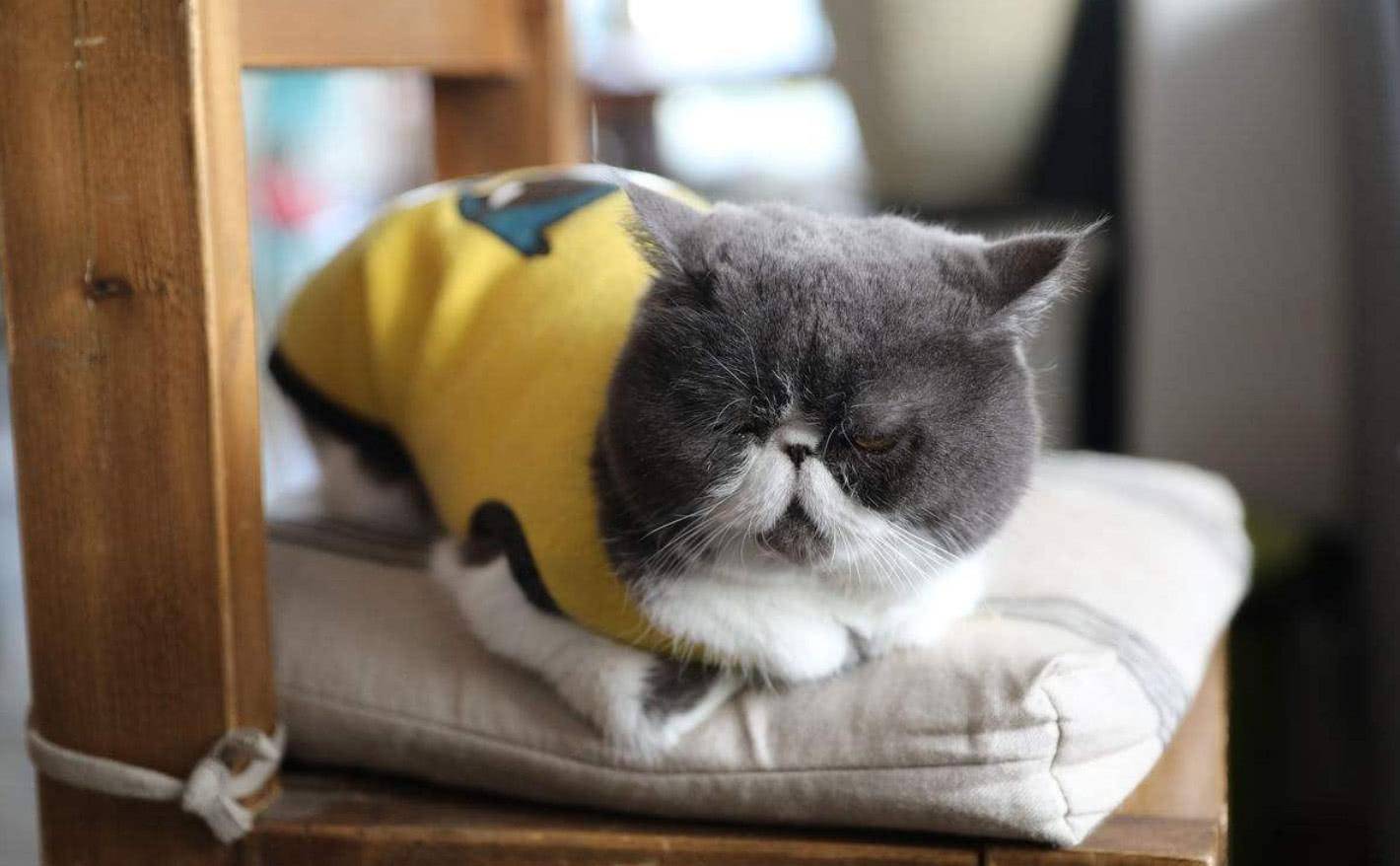 猫咪睡觉打呼噜，可能是这4个原因导致的_搜狐网, image size:1420x878