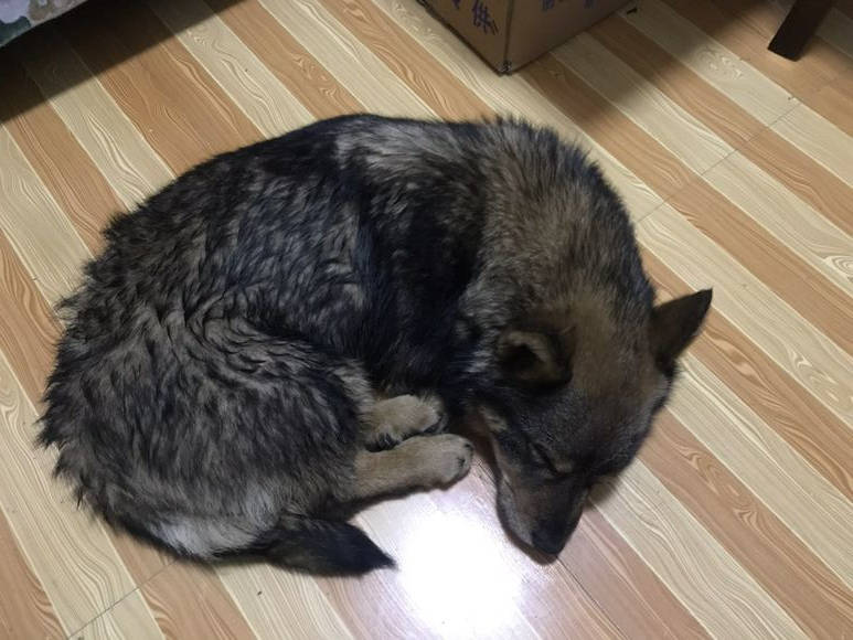 雨天流浪狗伫立在雨中无处可去,女孩经过看到它背影心头一酸