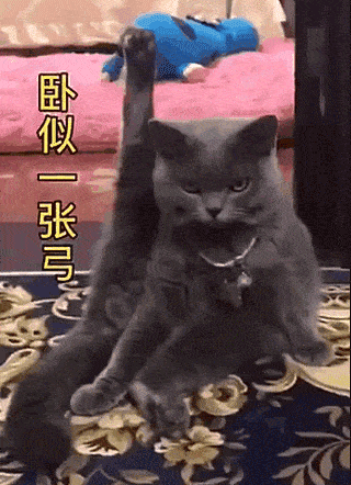猫咪会武术,谁特喵也挡不住!_功夫