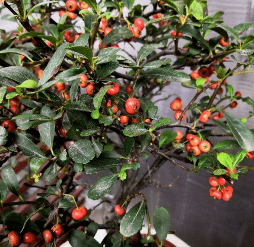 火棘盆景高大上,无数小红果,红红火火特好看!