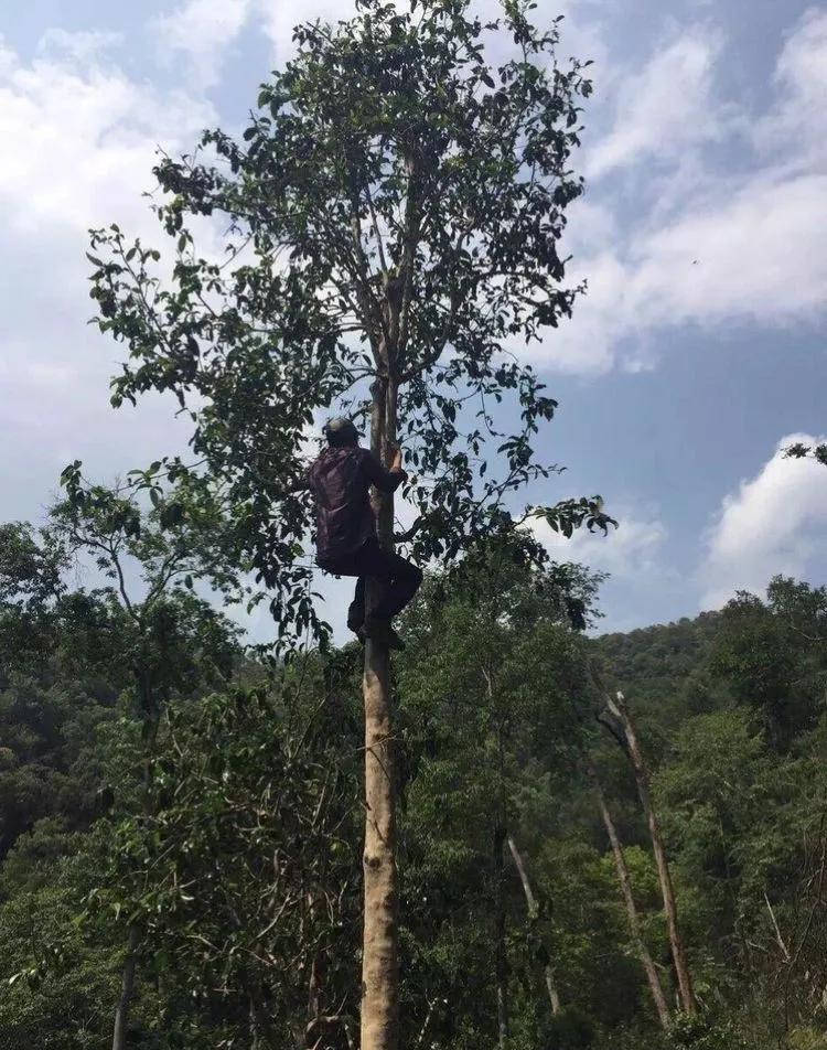 干货分享解析易武弯弓普洱茶特点