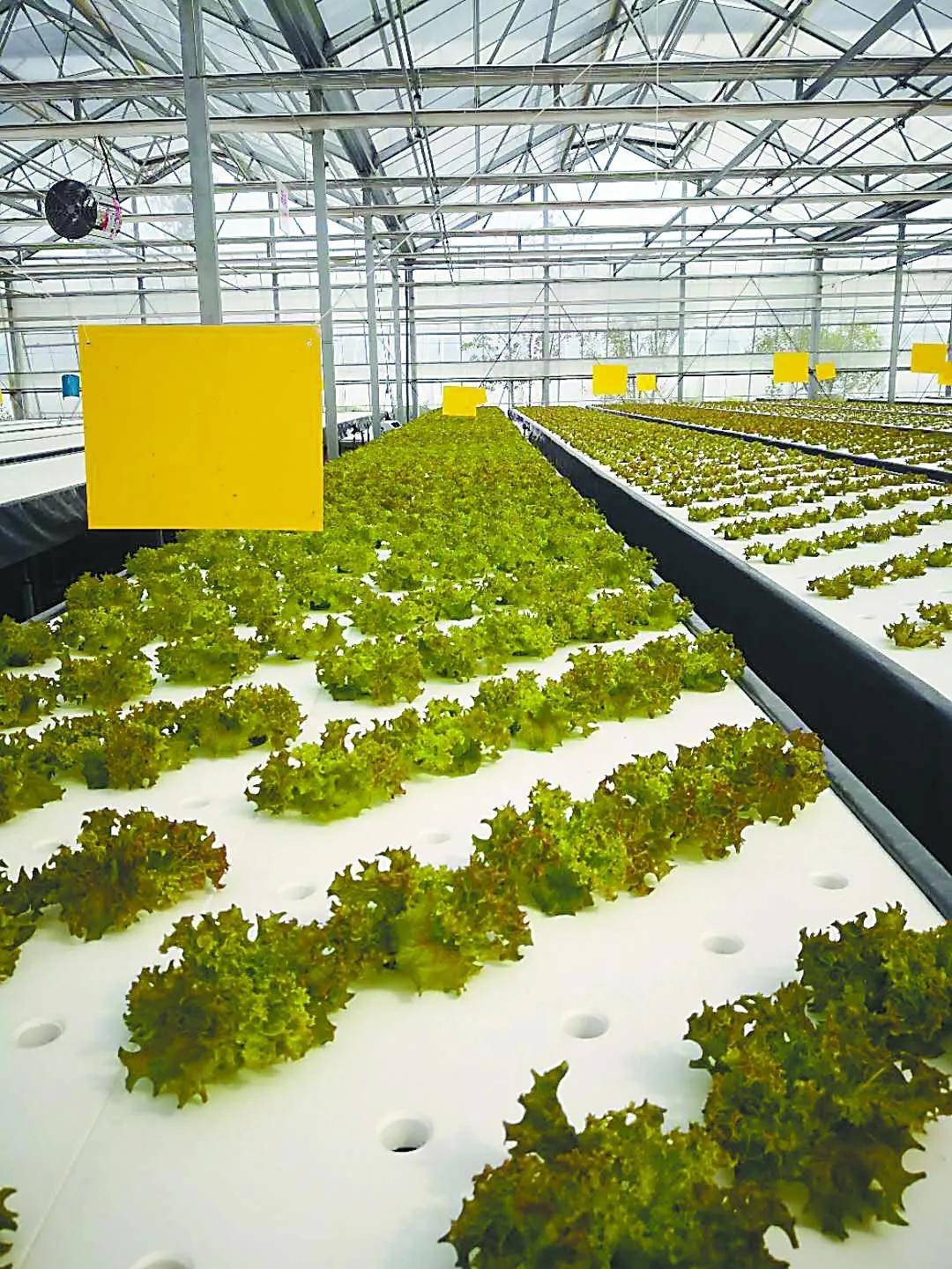 植物种植工厂价格 b90cf148d0894fc697d4c93131257af5.jpeg