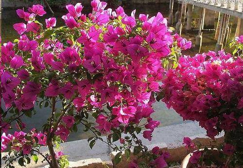 三角梅不爱掉花好养的品种 edd3703387be49c3a80243a837824deb.jpeg