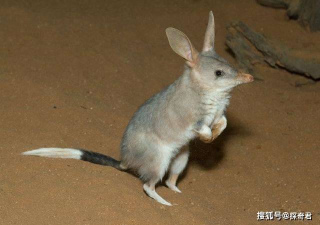 原创澳大利亚10大特有动物 你们都见过吗?