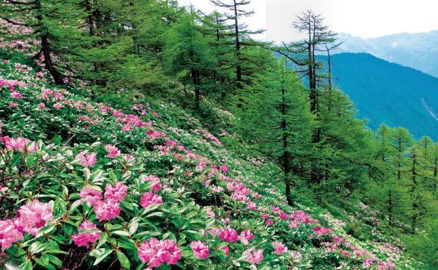 中华龙脉秦岭太白山雪后雾凇美景,附太白山四季美景欣赏