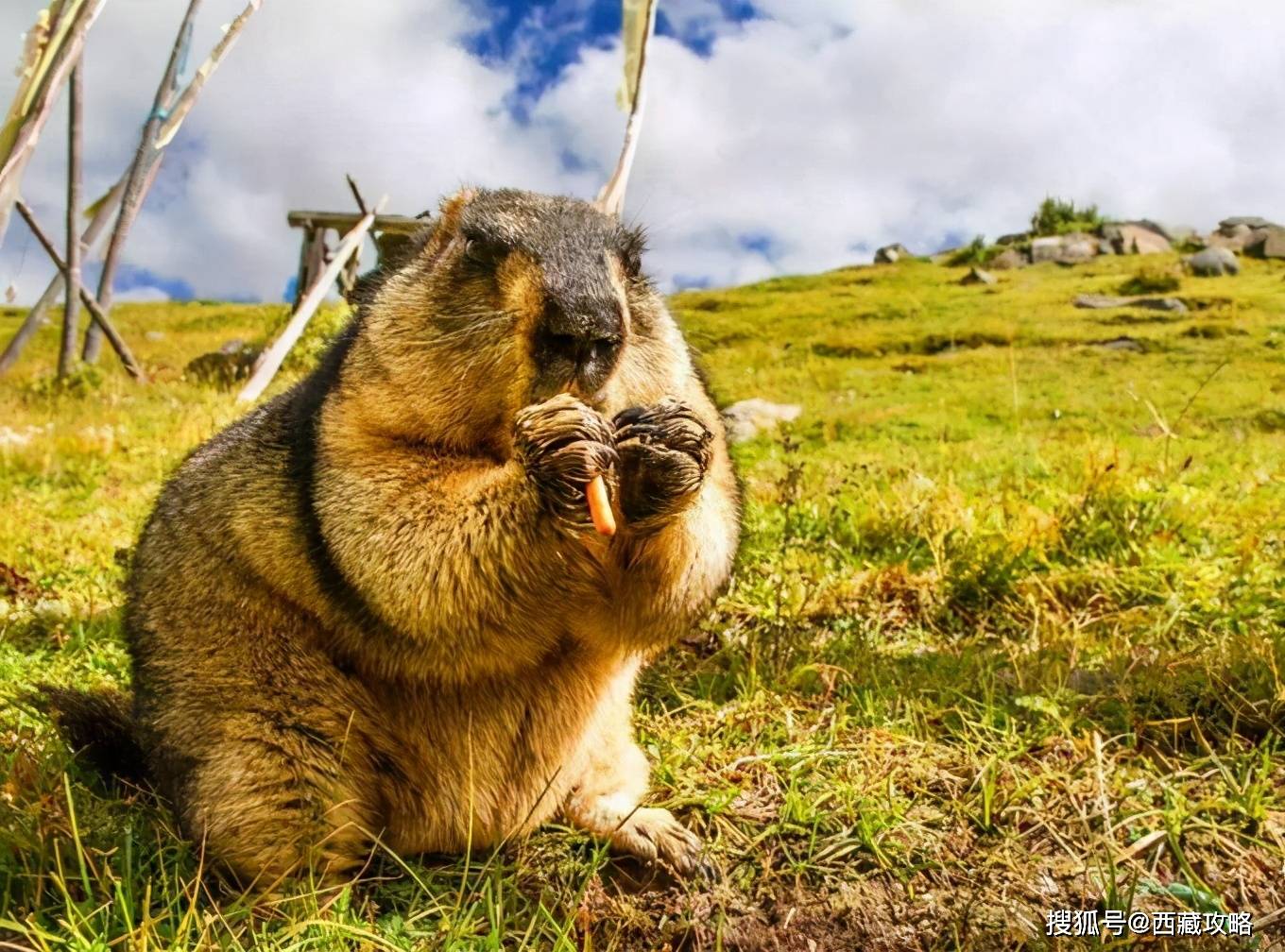 梦见老鼠趴在自己的腿上，解读梦境中的隐秘信息