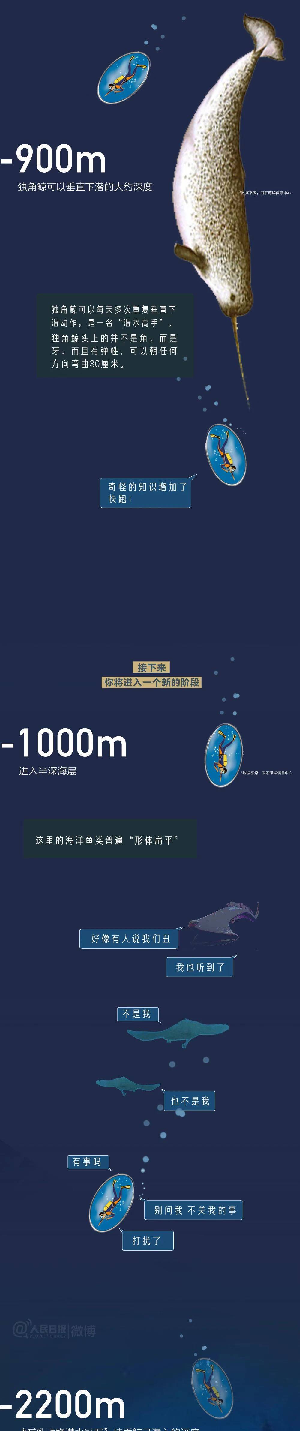 独角鲸可以垂直下潜的大约深度;1000米,进入半深海层,这里的海洋生物