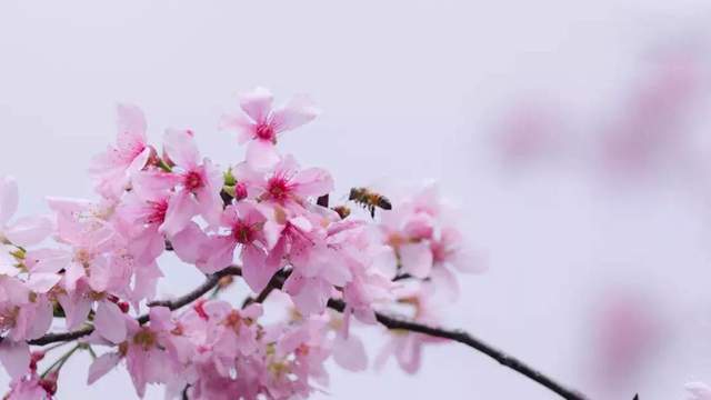 人面不知何处去桃花依旧笑春风寓意 e0b1e01540894b98a69b235e957ec8c5.jpeg