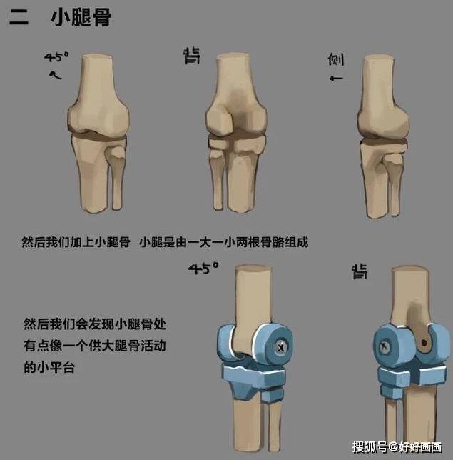 二,小腿骨这里我画了一一组大骨下情的简易结构图,然后