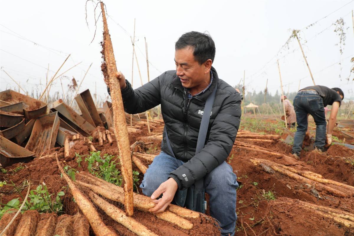 罗平"土专家"发明山药种植新技术,获国家专利!