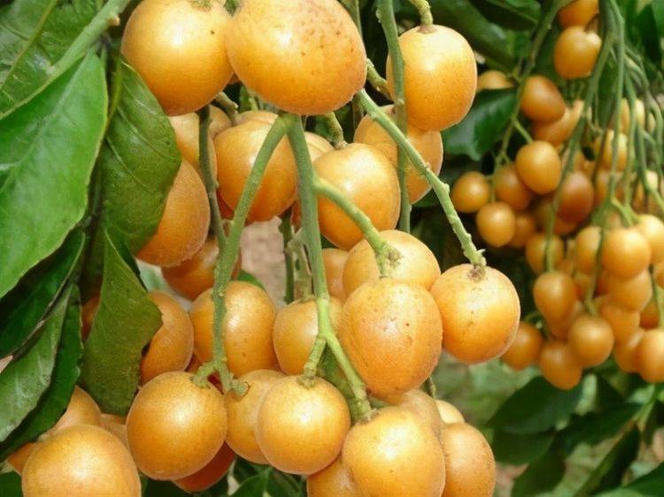 黄皮是什么样的皮肤 dcac6ca6a54c4ef5a32d158034eb6277.jpeg