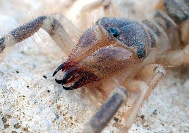 巨骆驼蜘蛛,罕见的食人蜘蛛.