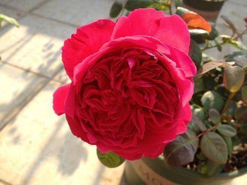 开花最大的月季花品种 696dabe55fd3464cb3451a94eb19df4e.jpeg