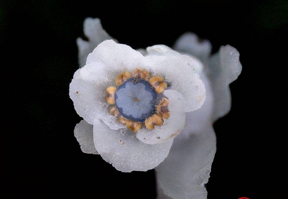 为什么将水晶兰称为“死亡之花”，神奇之处到底在哪_植物