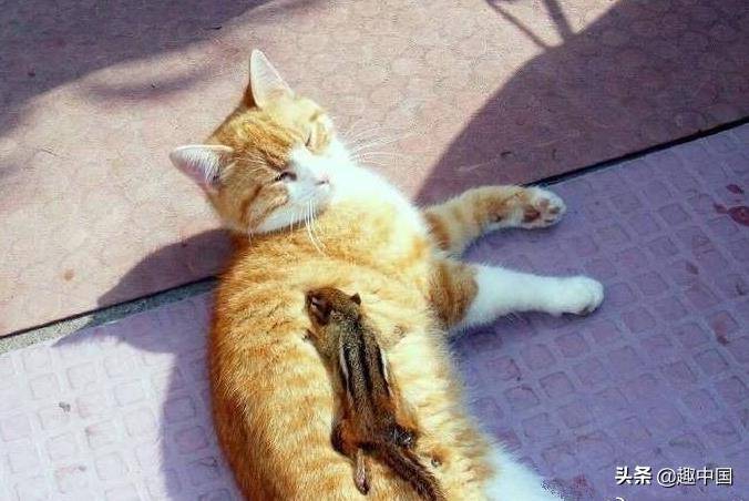 画可可爱爱的小猫怎么画 9a833c9c19bb490ebb732410fb5c319d.jpeg