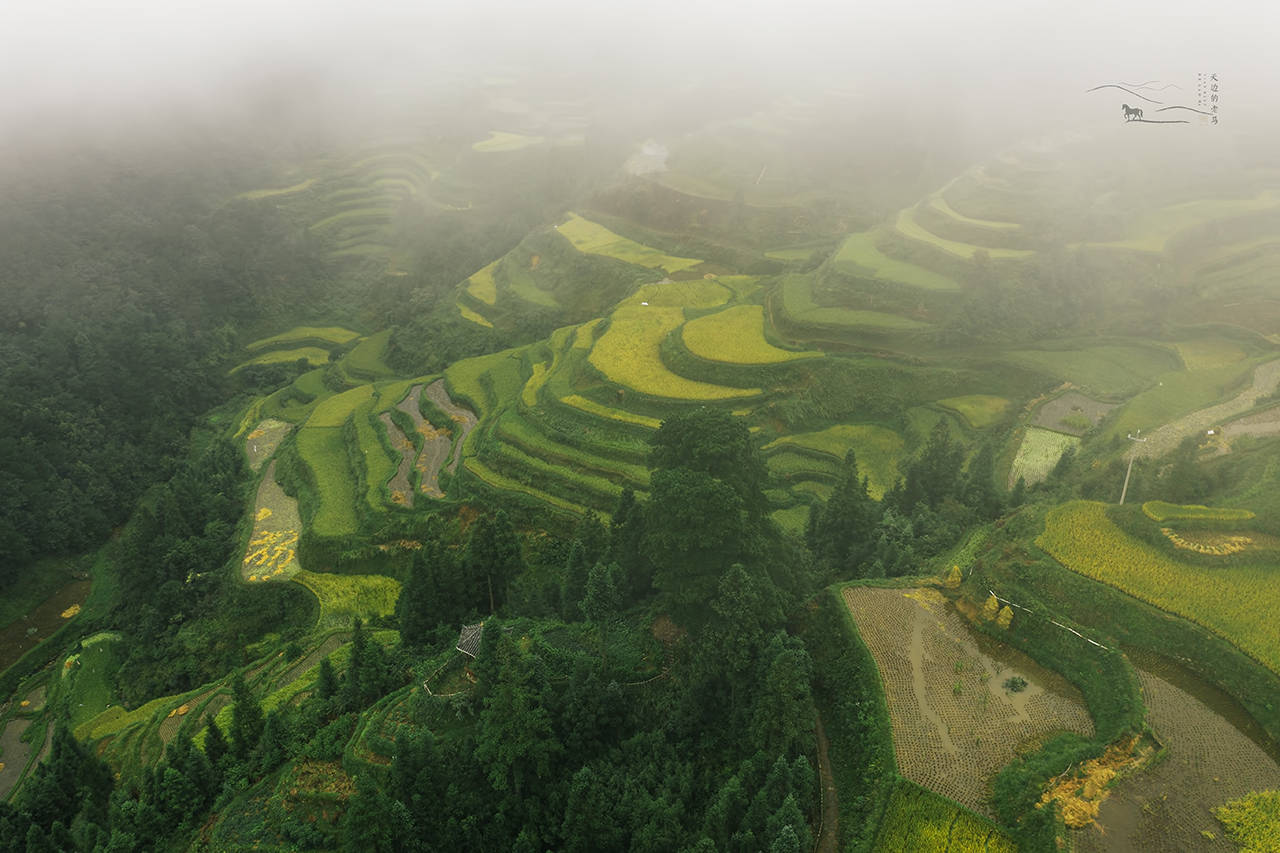 犁头山村人口_犁头草图片(2)