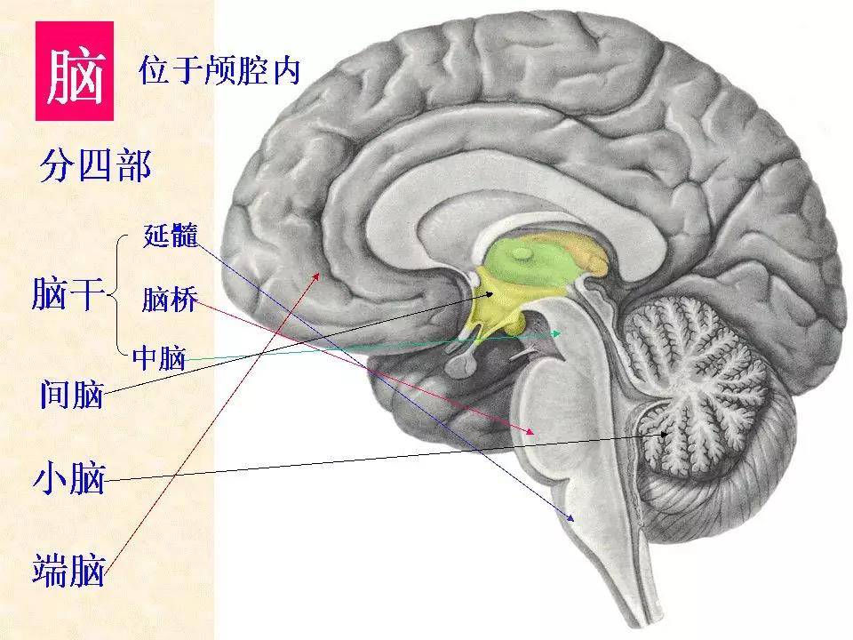 中枢神经系统解剖脑干小脑及间脑