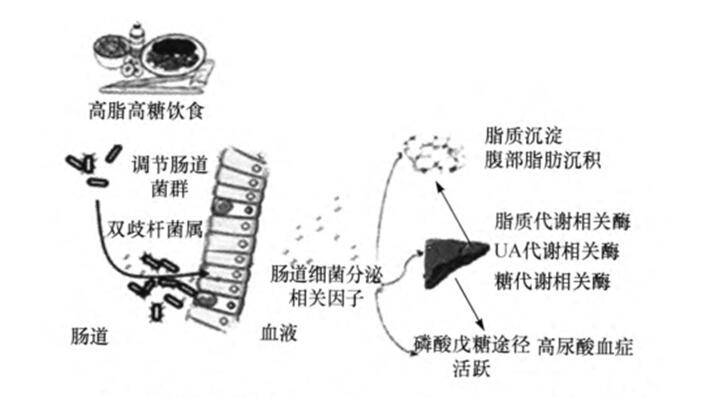 肠道菌群与代谢性疾病