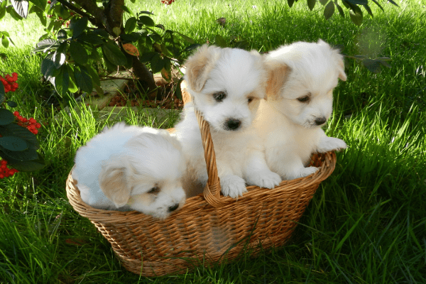 c14b89607c7543748ffea674df90f5f4.png