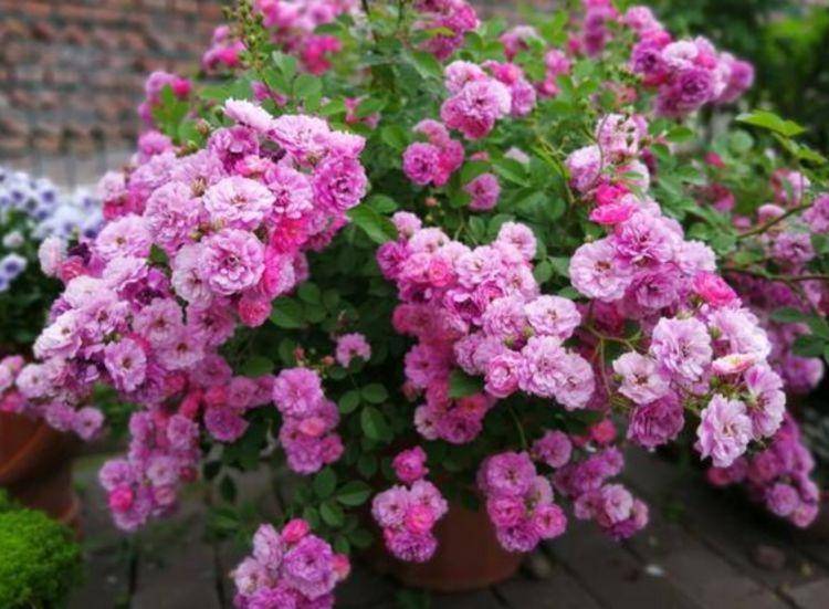 几月份种芋头花 0484b9a4fc33428581d70d2fd275cd88.jpeg