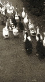 搞笑gif:大妈返老还童,大叫快来救救我,我下不去了!
