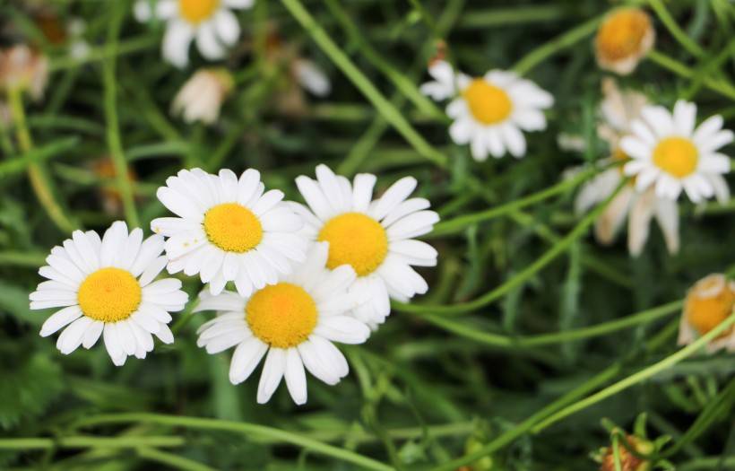 原创这3生肖,未来8天好运爆棚,旺福气,真爱找上门!