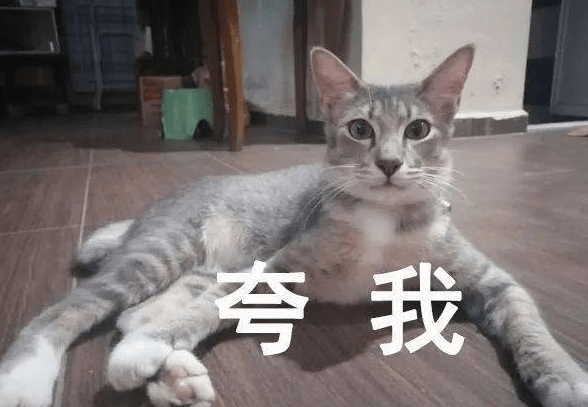 猫咪的内衣_性感情趣内衣猫咪套装