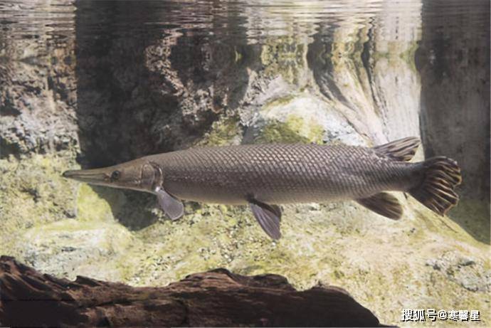 鱼在什么情况下会繁殖 c3d9683623f3408cb509b835233bb81d.jpeg