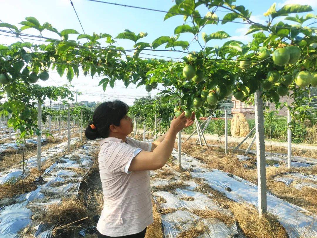 罗东村人口_福建南安罗东村图片