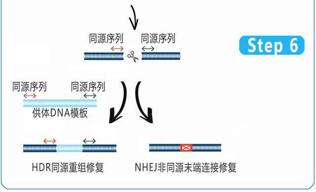 ②(使用idt序列设计工具)设计供体dna模板,进行同源重组修复