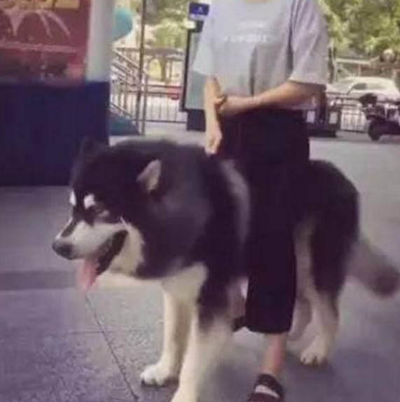 原创女孩骑着阿拉斯加出来逛街 路人都看呆了 这狗子性格也太好了吧