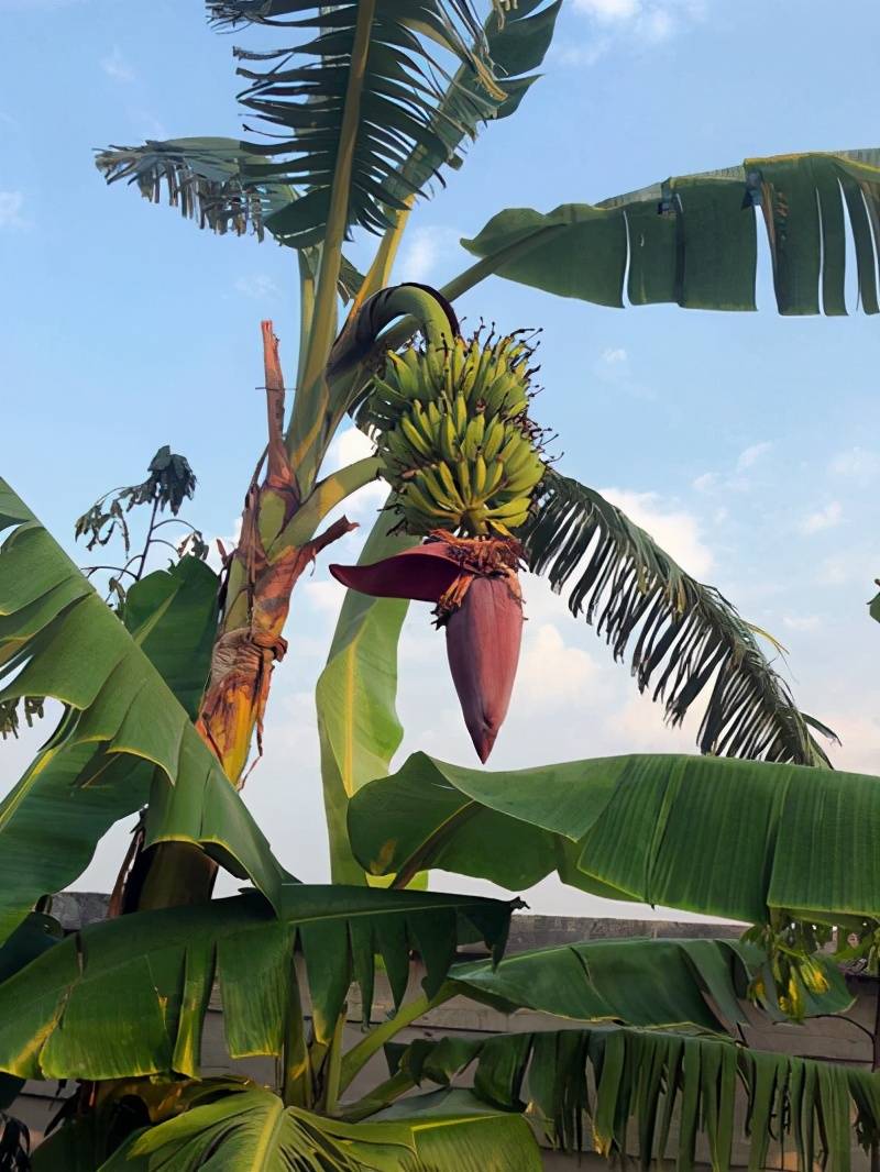 它们都有能遮风挡雨的大叶子,却叫香蕉树,芭蕉树,有什么区别?