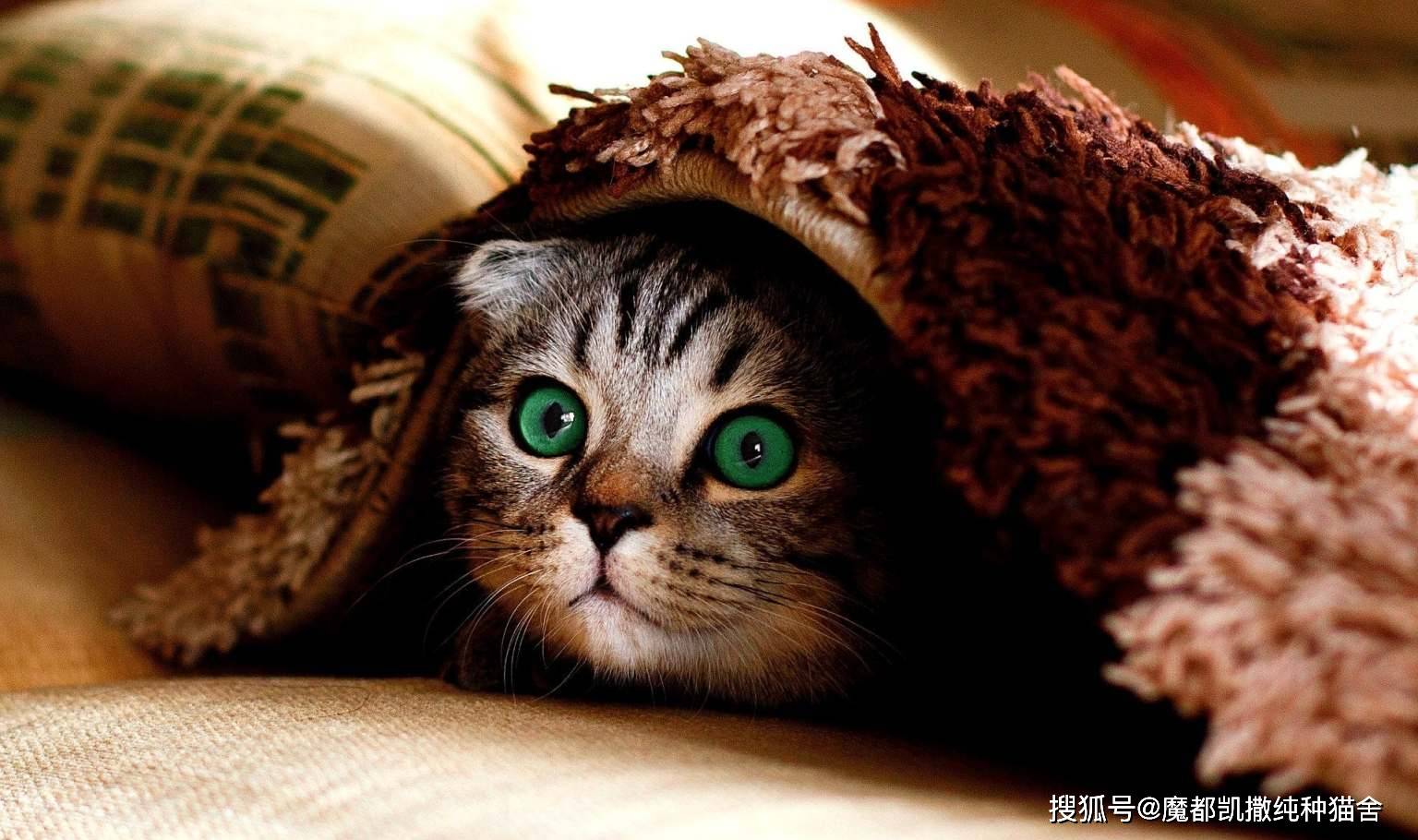 怎么画一只可爱的猫咪宠物 95994d3386b34cb4b15772ebd145105d.jpeg