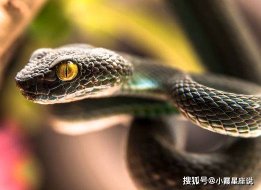 53岁属蛇是什么命格 53属蛇啥命