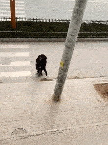 搞笑gif段子:哥们,你这发型在哪里设计的,真的很酷!