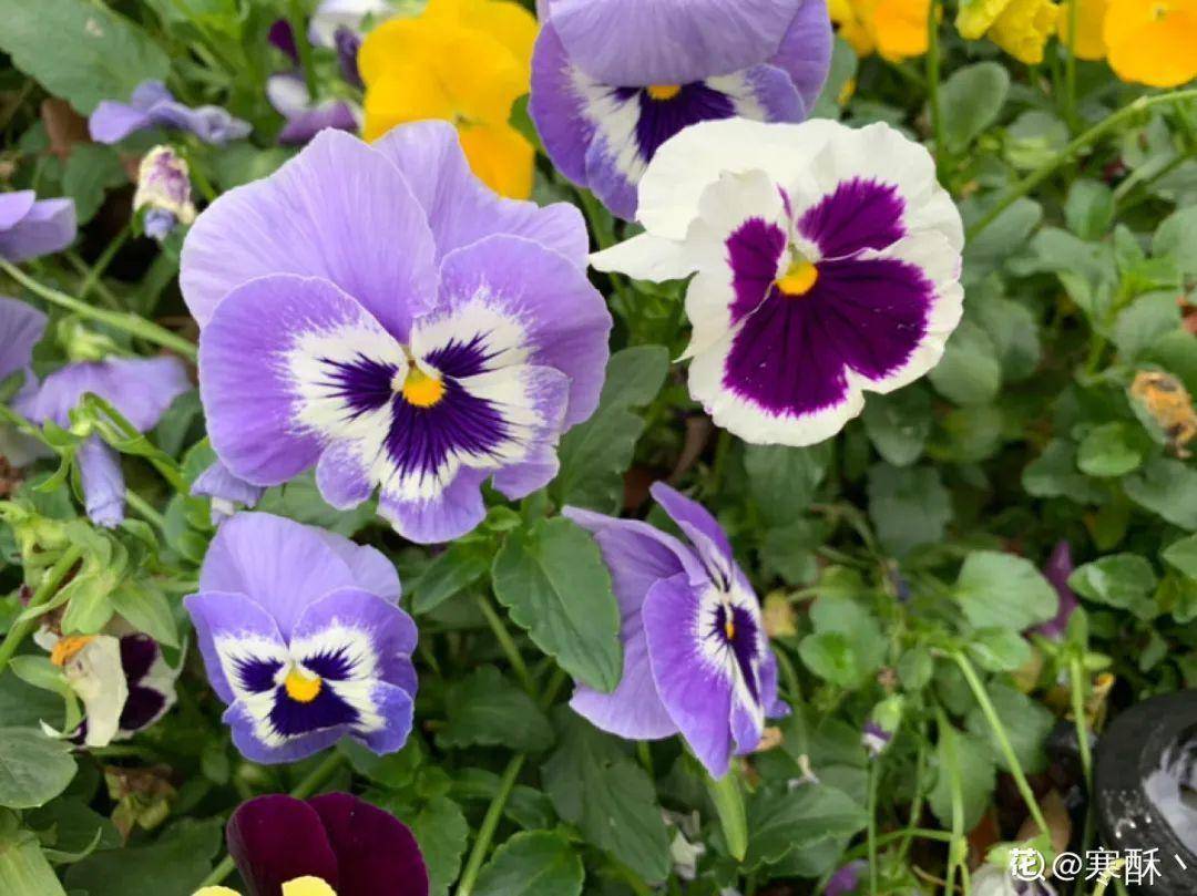 三色堇花期几个月 ae9e2357bd0e412f8bac01e82749fa08.jpeg