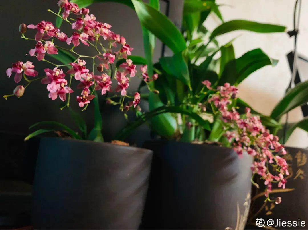 原创50种冬天开花植物,天冷了,照样冒花苞!