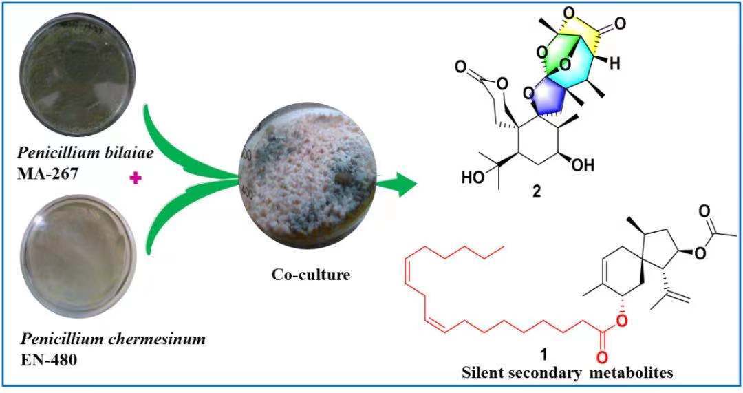 图1.海洋真菌penicillium bilaiae ma-267与p.