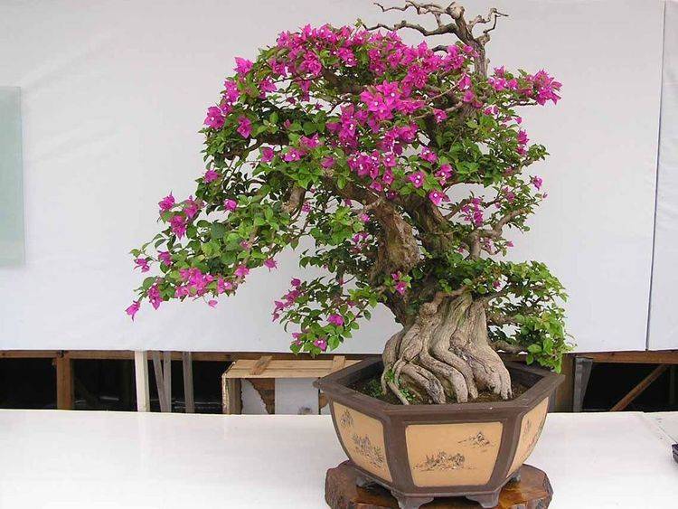 三角梅开花时间可以施肥吗 67959793a3bc4b58ae2aa761667cbe08.jpeg