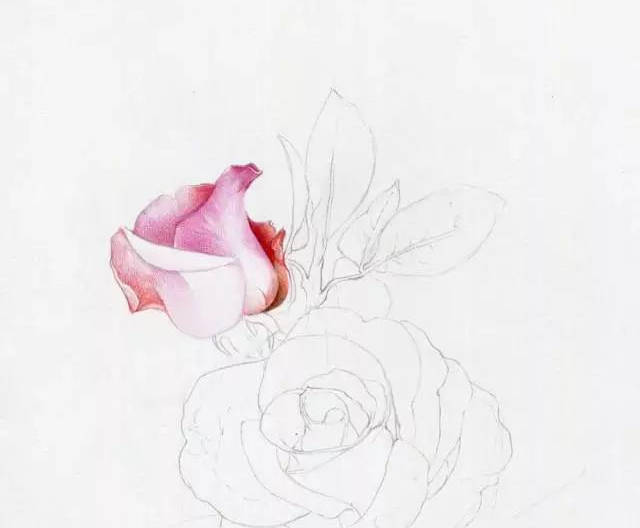 彩铅画玫瑰花教程步骤图|玫瑰花彩铅画步骤20步(附彩铅全套视频教程)